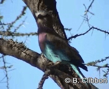 Lilac-breasted Roller (Lilac-breasted) - ML201296831