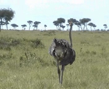 Африканский страус - ML201296891