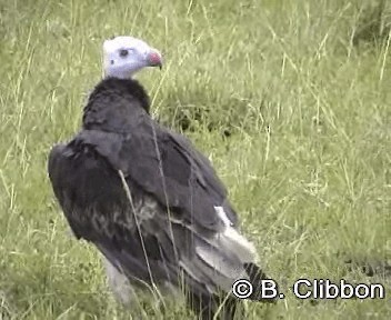 White-headed Vulture - ML201296911