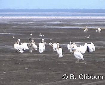 pelikán bílý - ML201297021