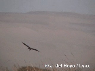 ibis andský - ML201298071