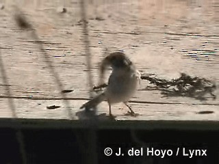 Chestnut-throated Seedeater - ML201298211