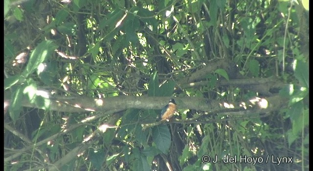 Common Kingfisher (Cobalt-eared) - ML201298821