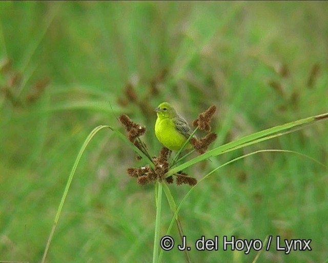 Grassland Yellow-Finch (Grassland) - ML201298841