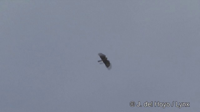 Oriental Honey-buzzard (Northern) - ML201298881