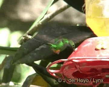 Rufous-booted Racket-tail (Anna's) - ML201299021