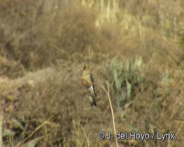 Giant Hummingbird - ML201299041