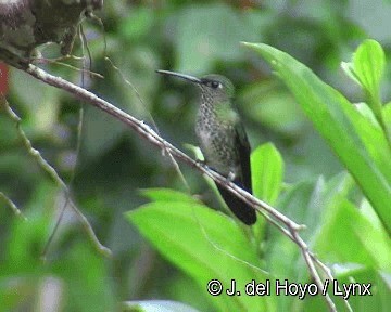 Many-spotted Hummingbird - ML201299081