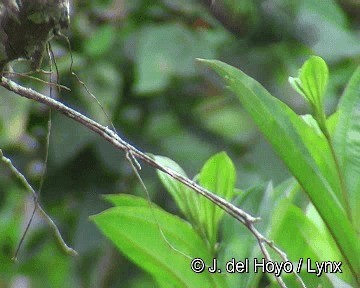 Many-spotted Hummingbird - ML201299091