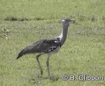 Kori Bustard - ML201299131