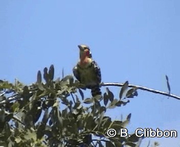 Red-and-yellow Barbet - ML201299291