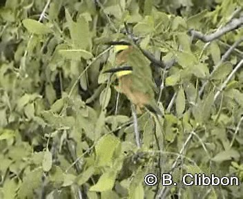 Little Bee-eater - ML201299301
