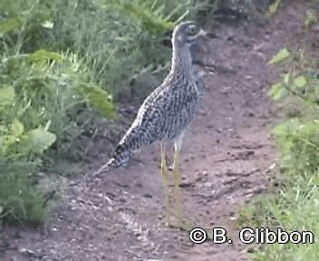 Spotted Thick-knee - ML201299321