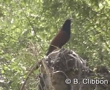 Greater Coucal (Greater) - ML201299461