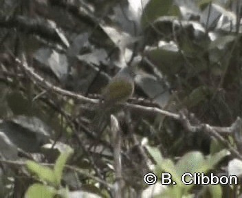 Gray-headed Canary-Flycatcher - ML201299541