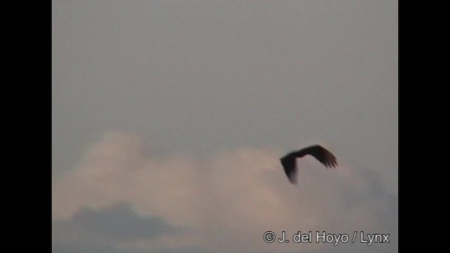 Greater Yellow-headed Vulture - ML201300051