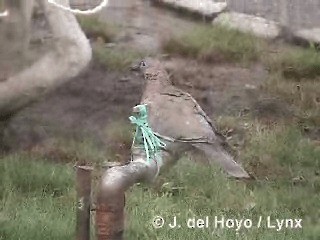 West Peruvian Dove - ML201300381