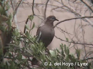 West Peruvian Dove - ML201300391