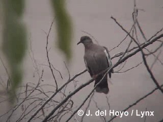 West Peruvian Dove - ML201300401
