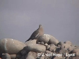 West Peruvian Dove - ML201300411