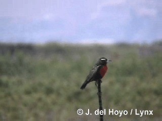 Peruvian Meadowlark - ML201300431