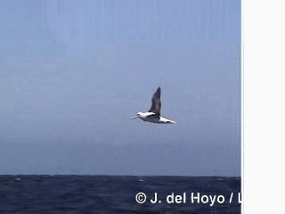 Northern Royal Albatross - ML201300651