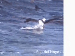 Northern Royal Albatross - ML201300661