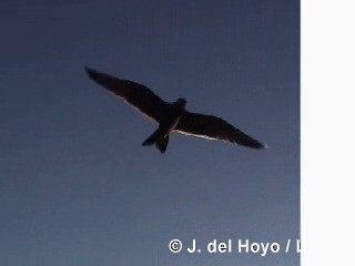 Inca Tern - ML201300821