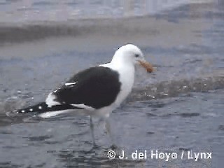 Доминиканская чайка - ML201300941