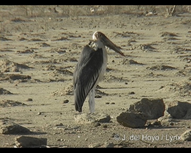 Marabou Stork - ML201301181
