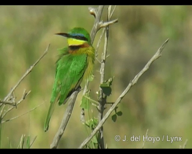 Little Bee-eater - ML201301191