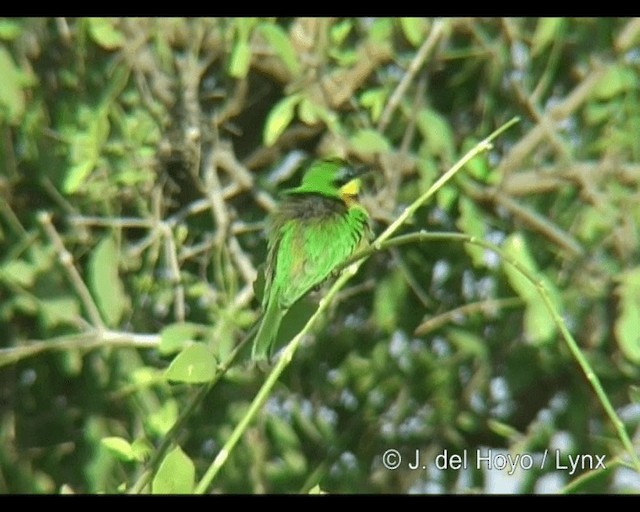 Little Bee-eater - ML201301201