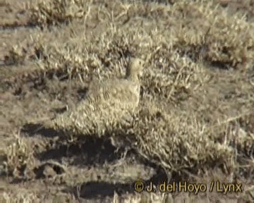 Chestnut-bellied Sandgrouse (African) - ML201301381