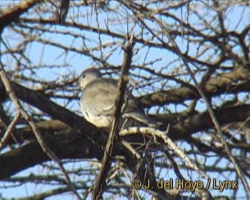 Ring-necked Dove - ML201301421