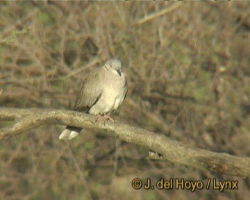 Mourning Collared-Dove - ML201301431