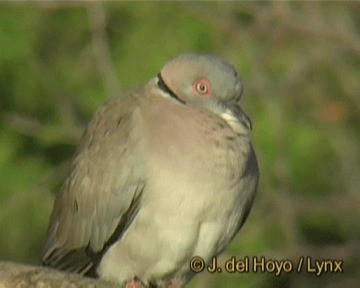 Mourning Collared-Dove - ML201301441
