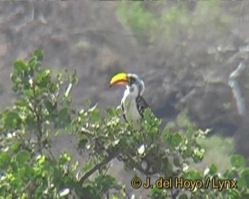 Eastern Yellow-billed Hornbill - ML201301471