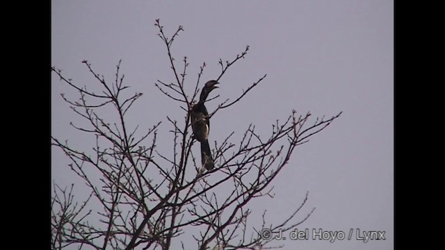 Orienthornvogel - ML201301581