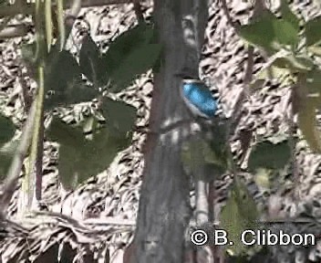 Collared Kingfisher (Oriental) - ML201301621