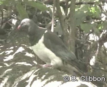 New Zealand Pigeon (New Zealand) - ML201301891