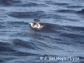 Pink-footed Shearwater - ML201303171