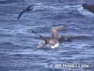Albatros de Salvin - ML201303181
