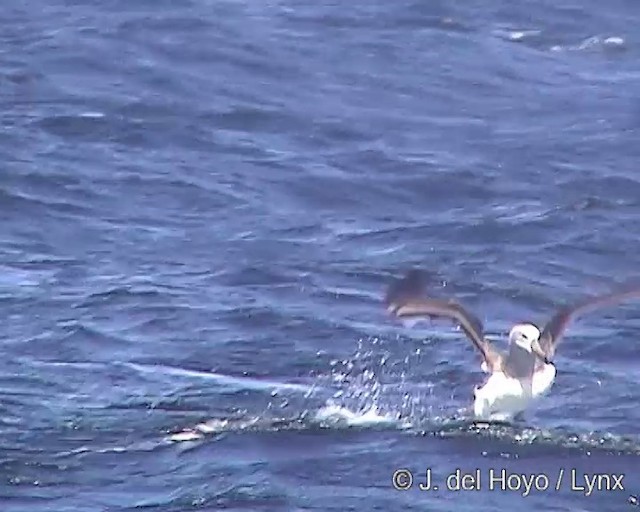 Albatros de Salvin - ML201303191
