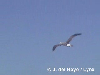 Albatros de Salvin - ML201303211