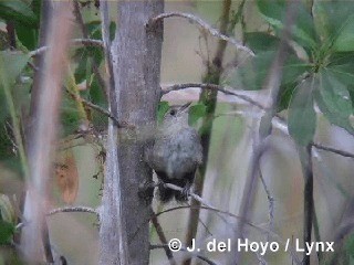 Zapata Çıtkuşu - ML201303241