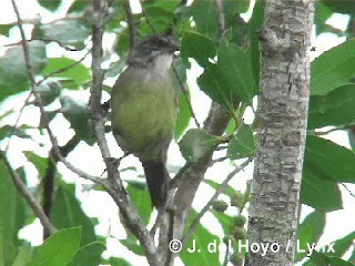 Zapata Sparrow - ML201303281