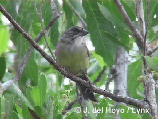 Zapata Sparrow - ML201303291