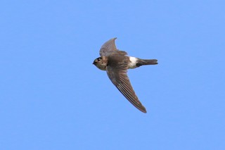  - White-rumped Swiftlet