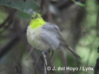 Yellow-headed Warbler - ML201303371