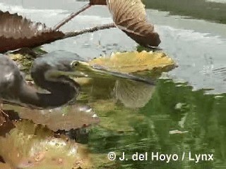 Tricolored Heron - ML201303591